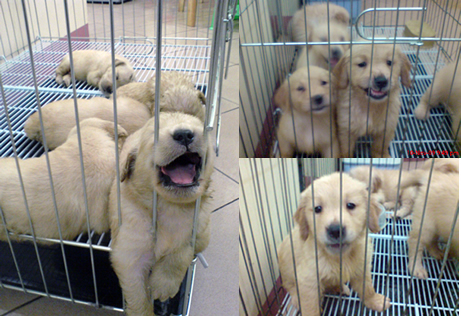 golden retriever puppies for sale. Golden retriever puppies for